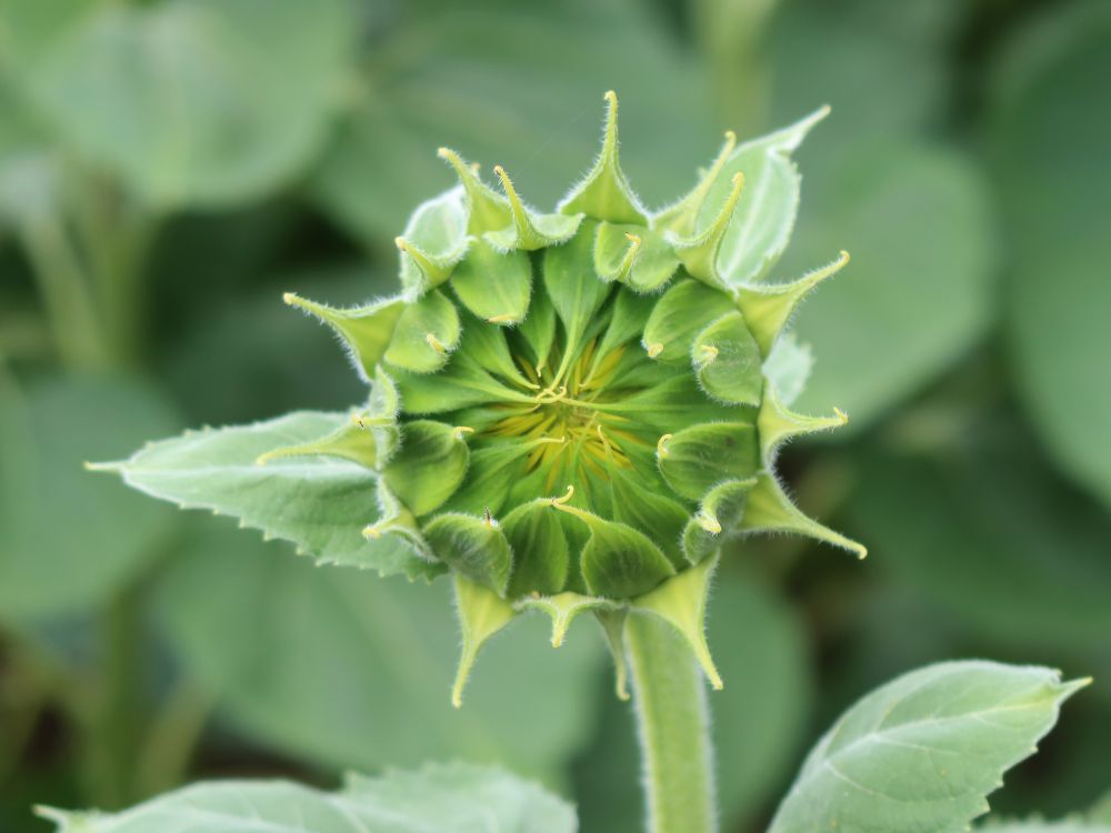 geschlossene Sonnenblume