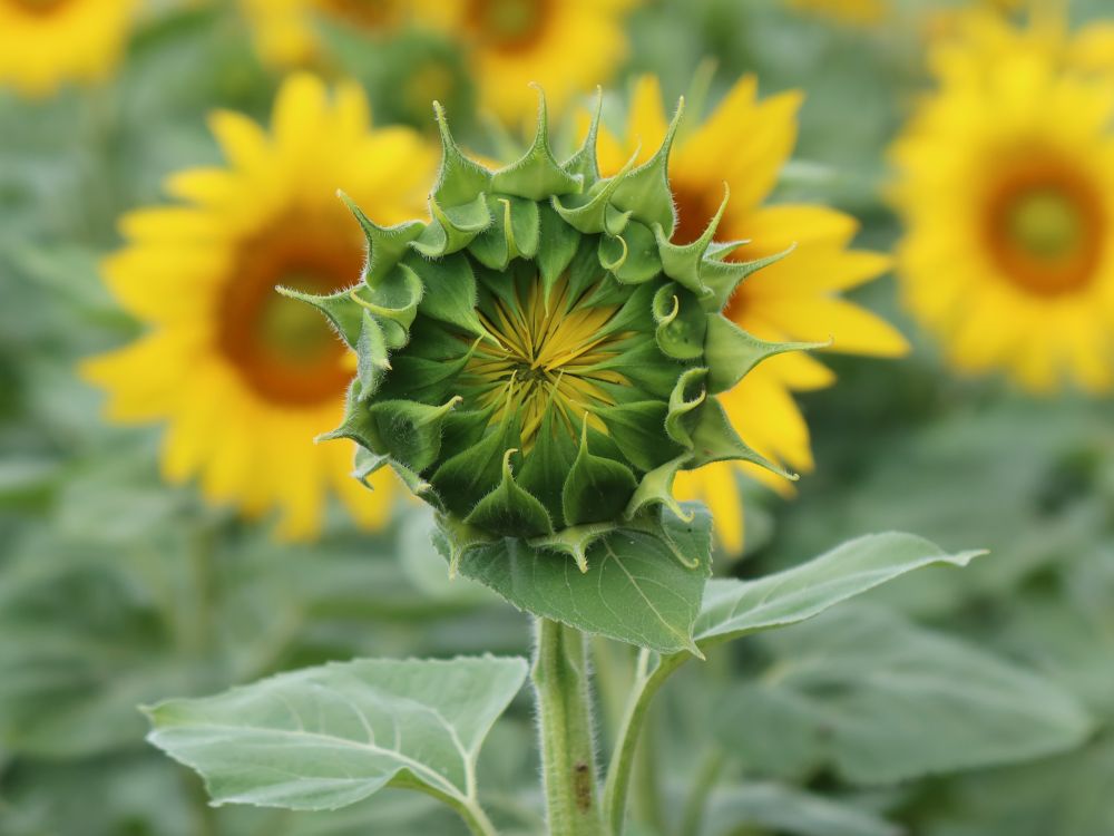 geschlossene Sonnenblume