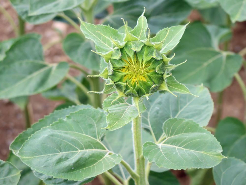 geschlossene Sonnenblume