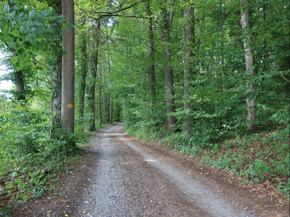 Waldweg