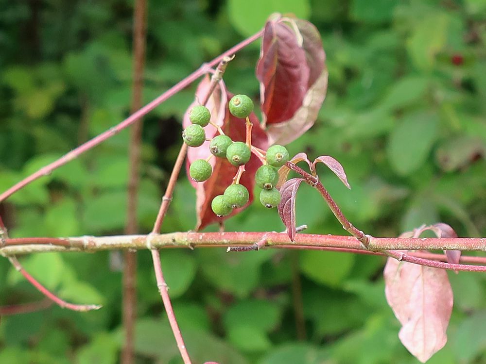 Beeren