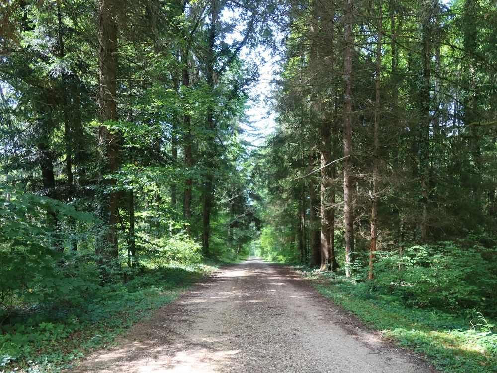 Waldweg