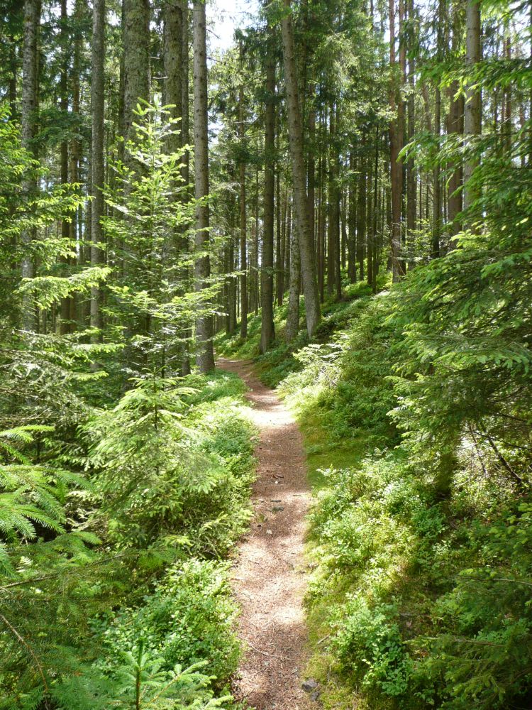 Waldweg zum Heidenstein