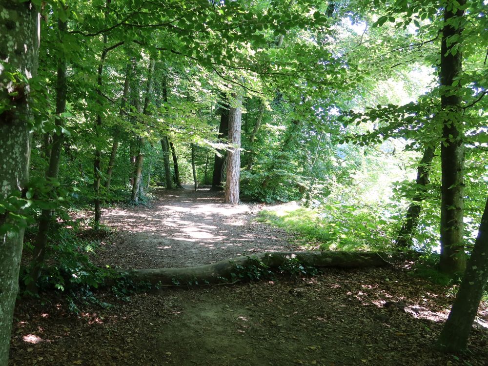Waldpfad