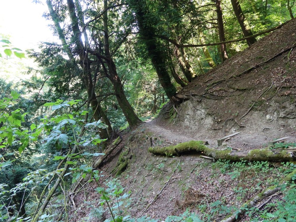 Waldpfad am Unterwilerberg