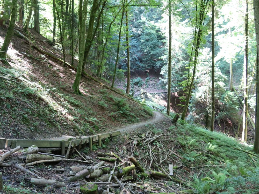 Waldpfad am Unterwilerberg