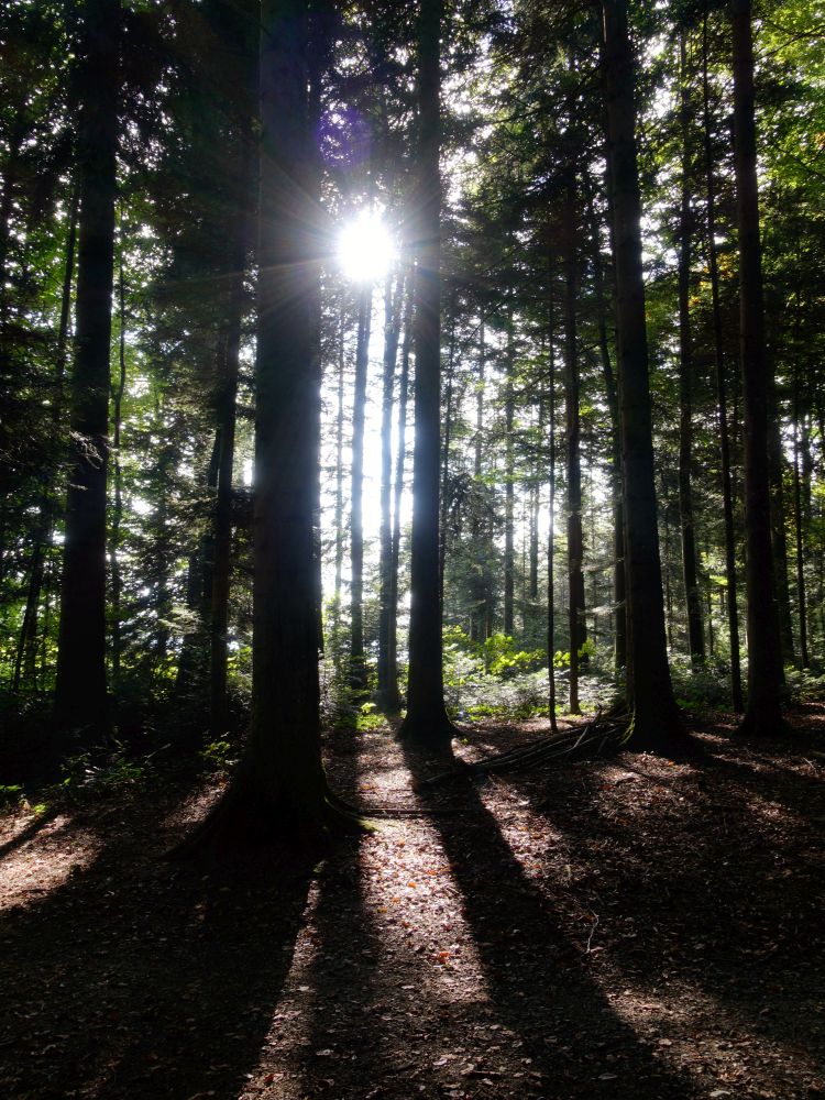 Sonne im Wald