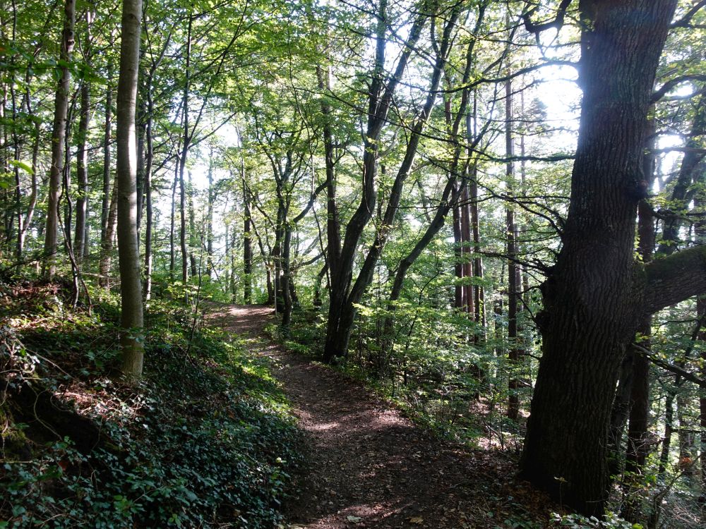 Waldweg am Burgstall