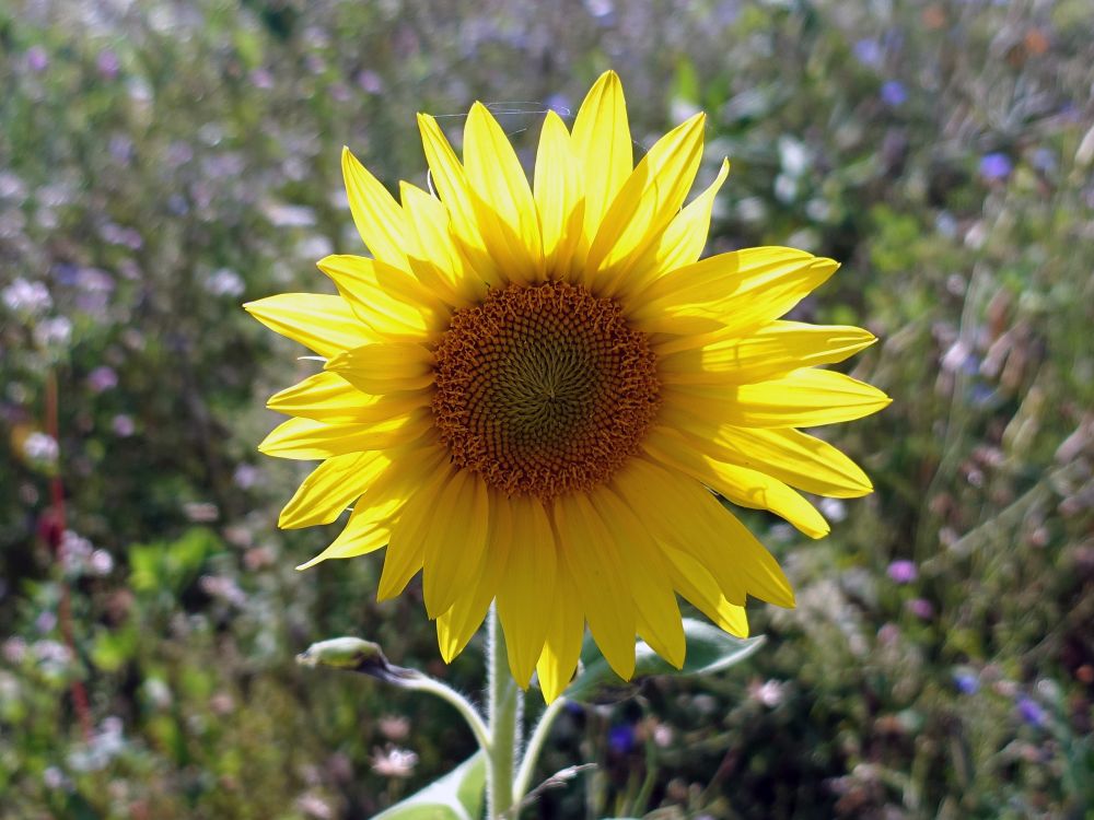 Sonnenblume