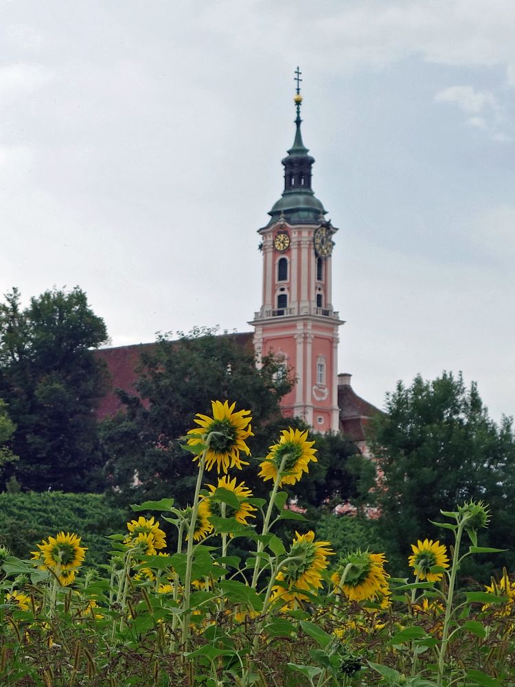 Birnau und Sonnenblumen