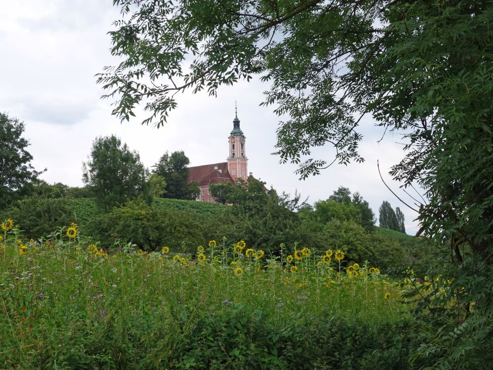 Birnau und Sonnenblumen