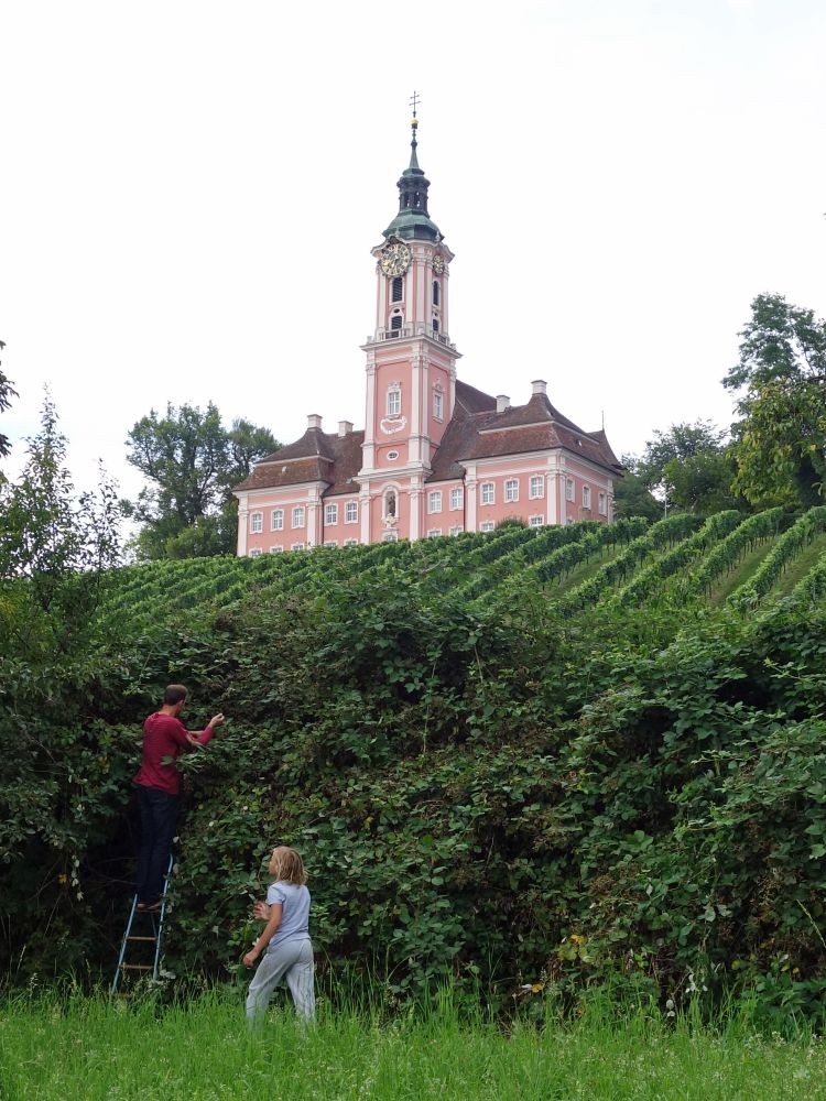 Birnau berm Weinberg