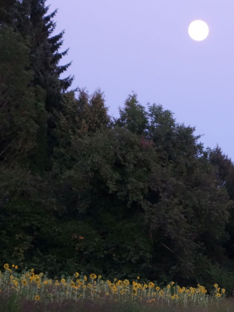 Vollmond ber Sonnenblumen