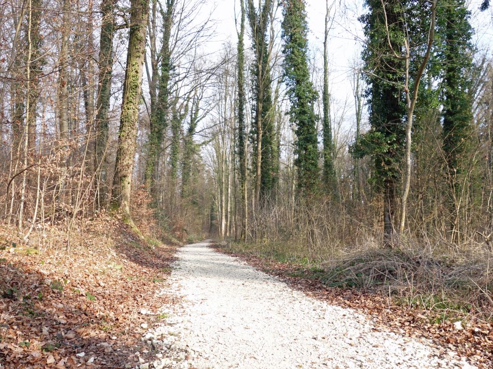 Waldweg