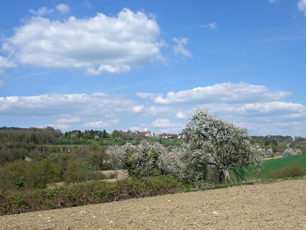 Blick Richtung Aufkirch