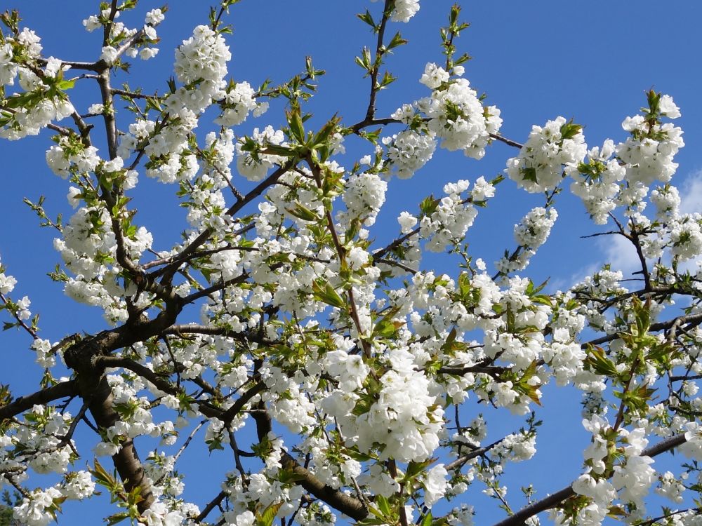 Obstbaumblten