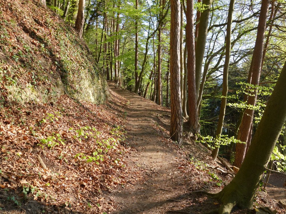 Waldpfad nach Hdingen