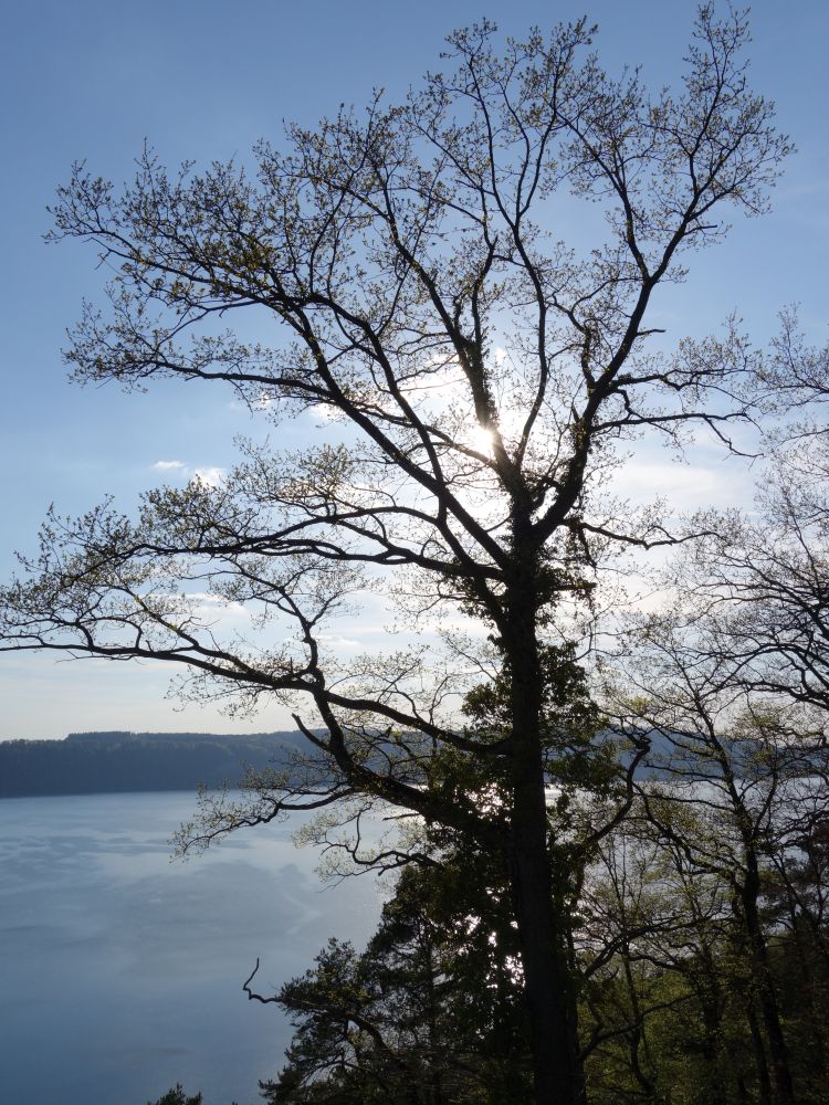 Baum im Gegenlicht