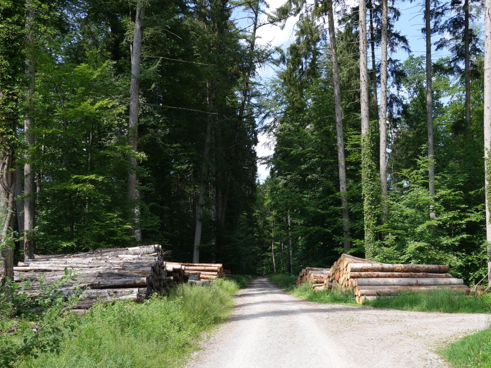 Waldweg