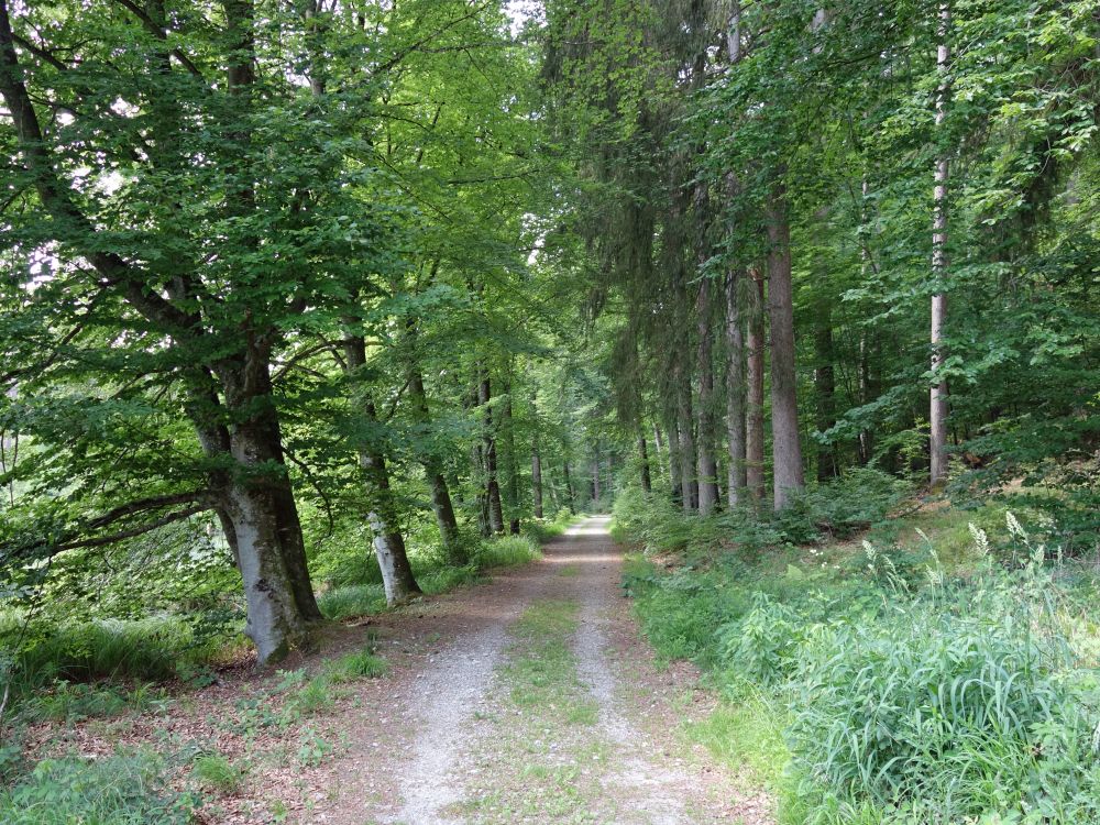 Weg am Nellenfurtweiher