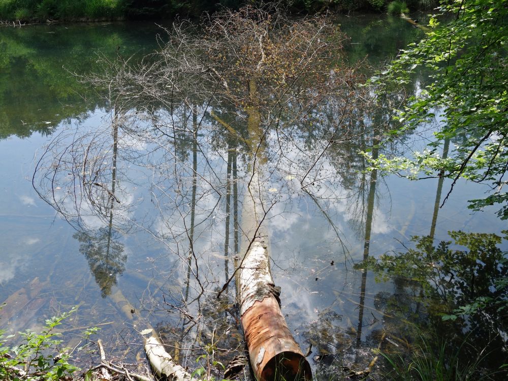 Baum im Wasser