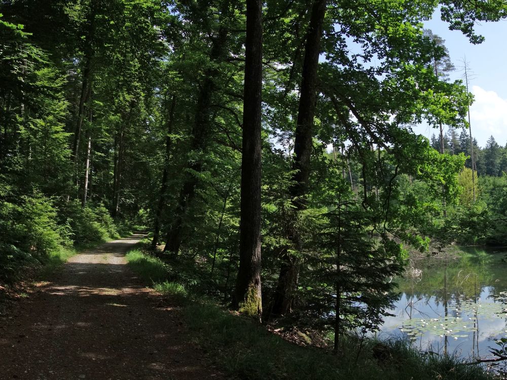 Weg am Nellenfurtweiher