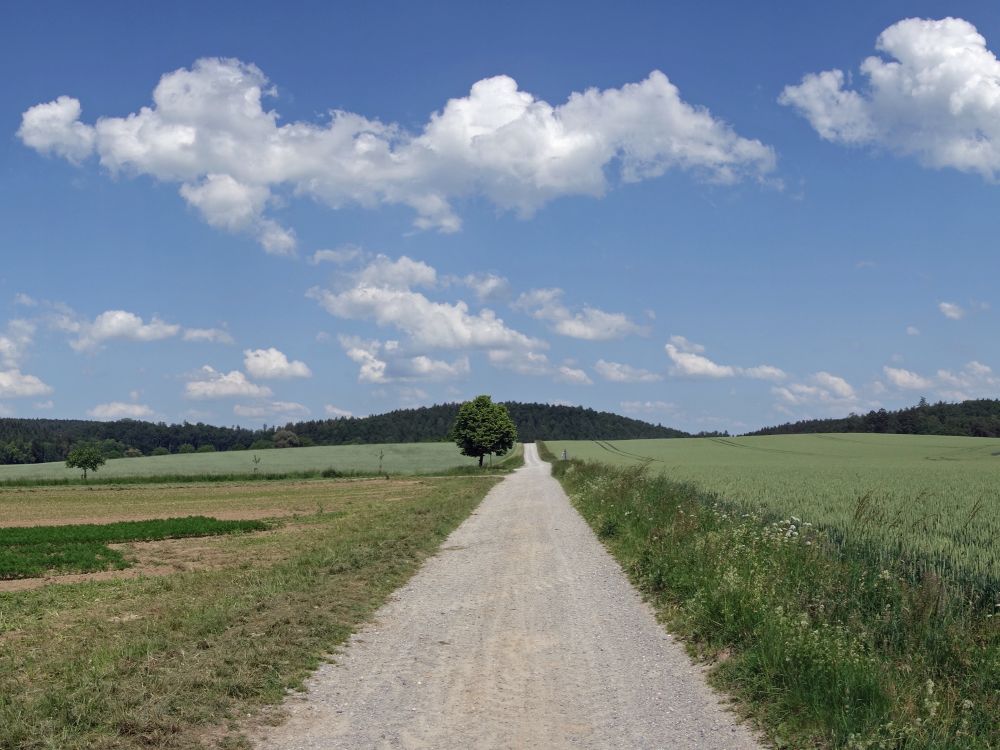 Wirtschaftsweg nach Mendlishausen (Affenberg)