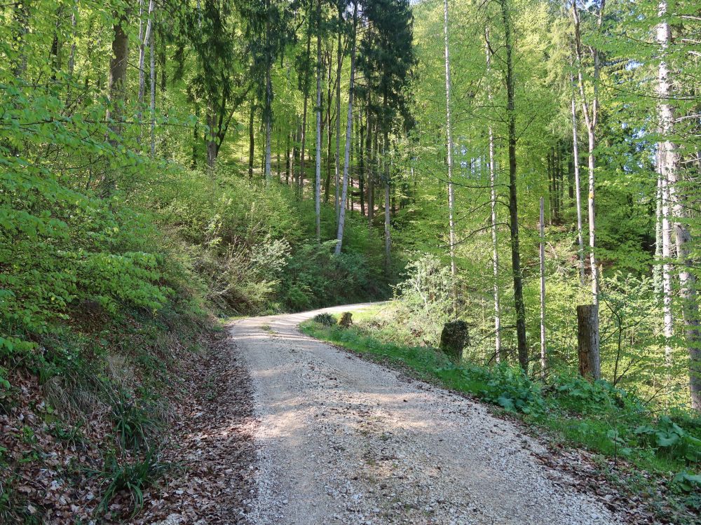 Waldweg
