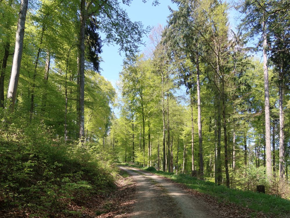 Waldweg