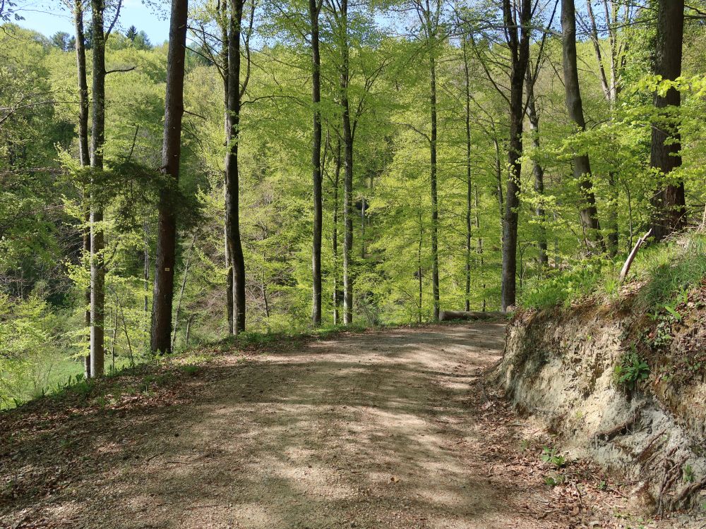 Waldweg