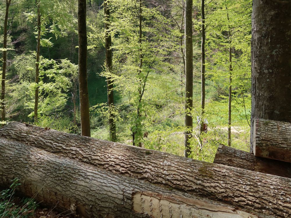 Wald