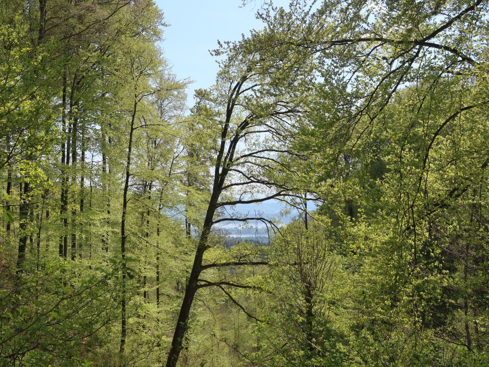 Untersee und Mettnau zwischen den Büumen
