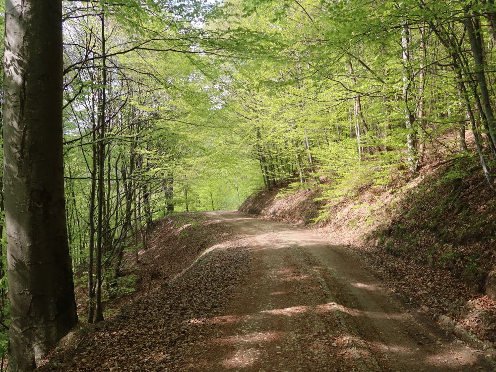 Waldweg