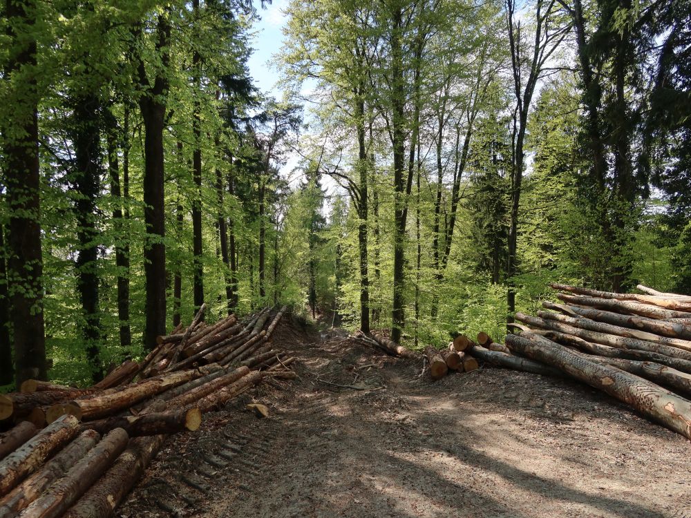 Holzschlag
