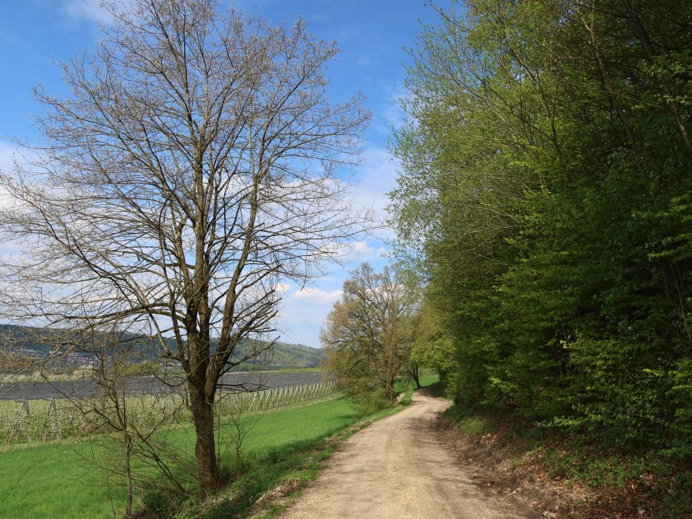 Panoramaweg