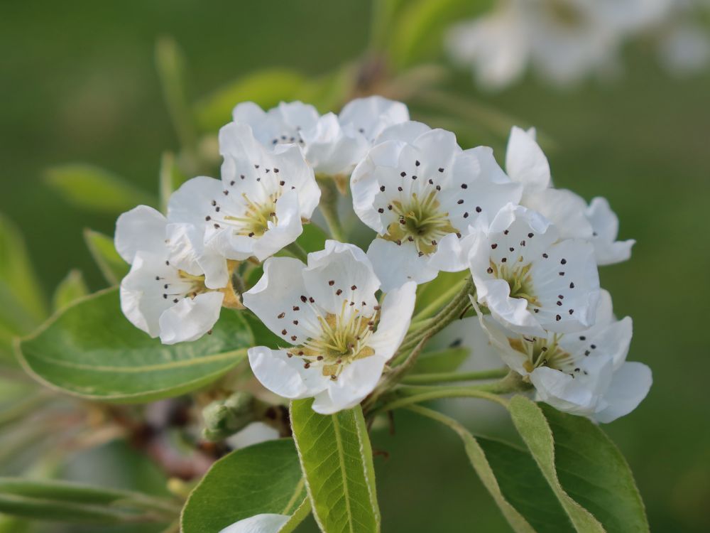 Binenblüten