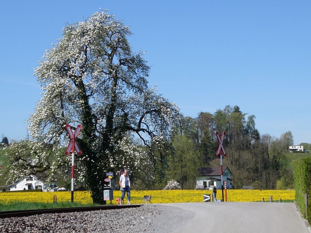 blhender Baum und Wiese