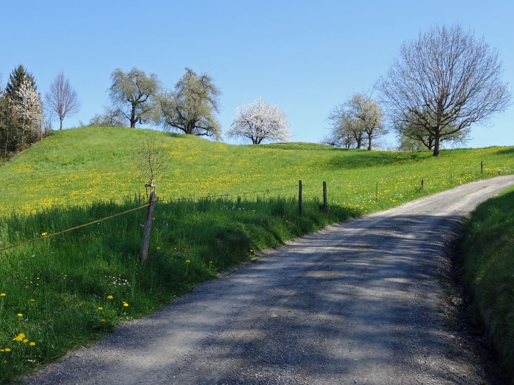 blühende Wiese