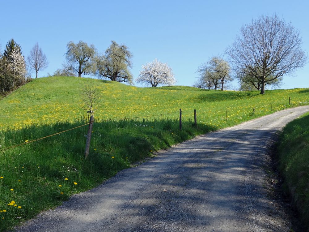 blhende Wiese