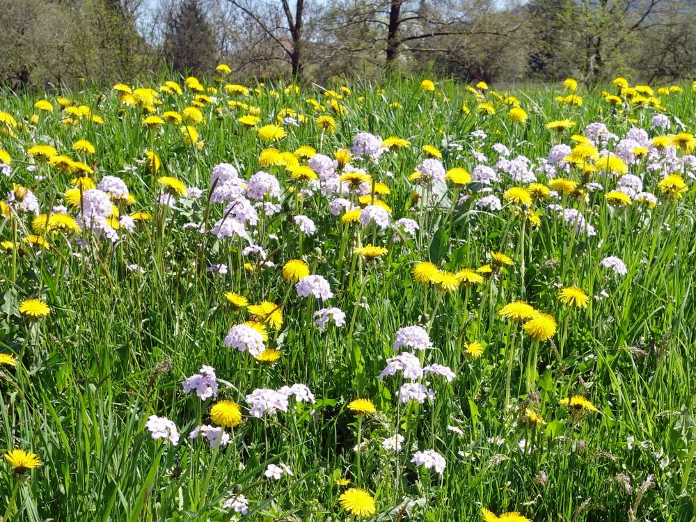 blühende Wiese