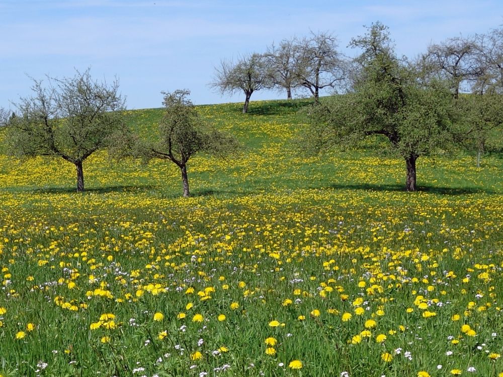 blühende Wiese
