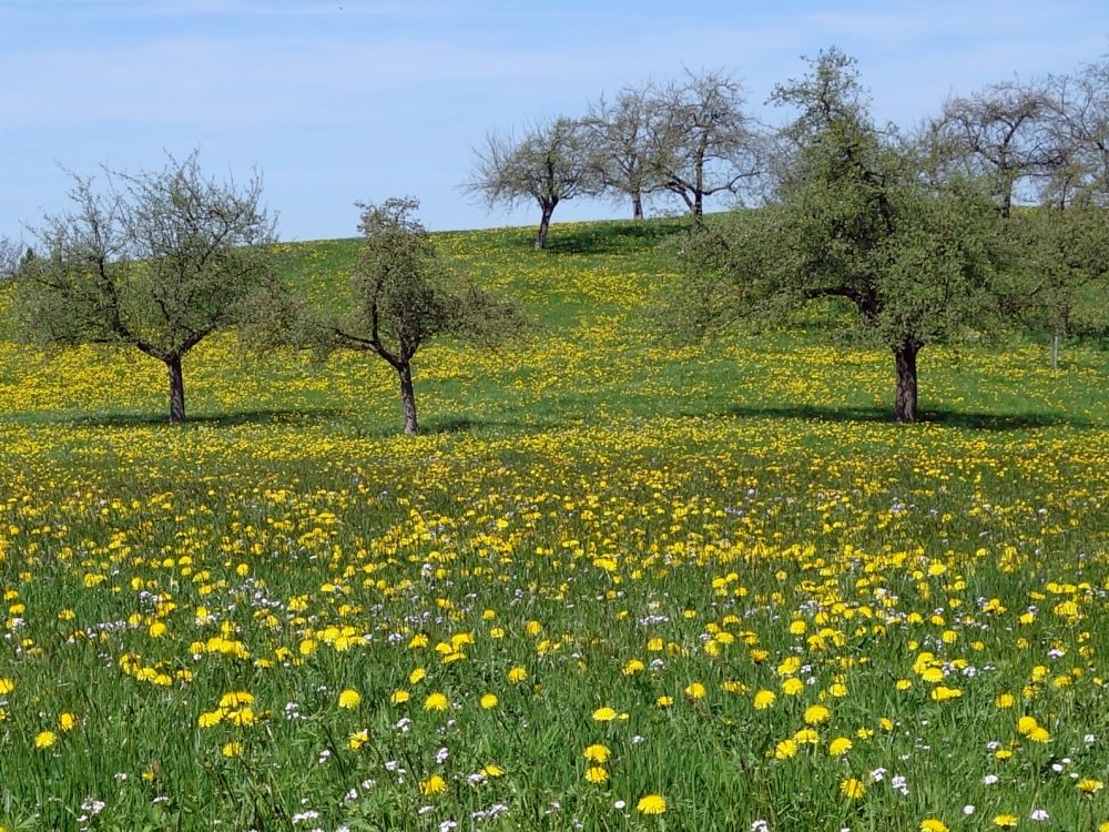 blhende Wiese