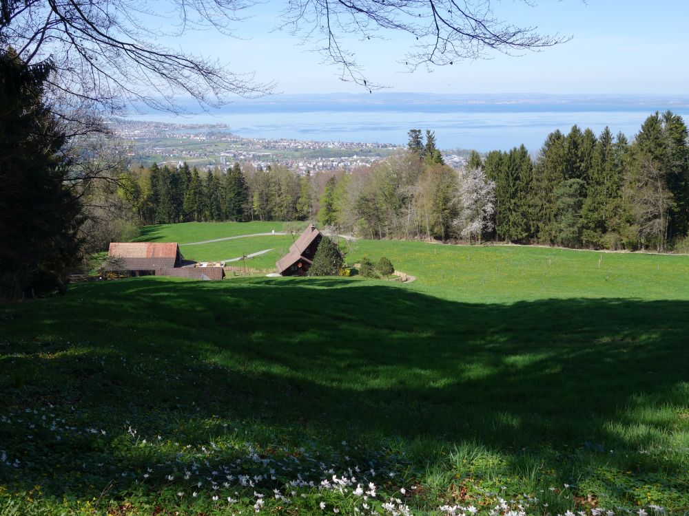 Blick ber Sennweid zum Bodesee