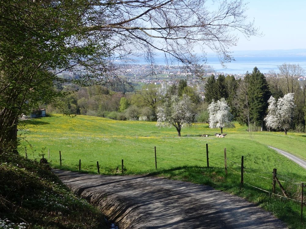 Blick Richtung Bodensee