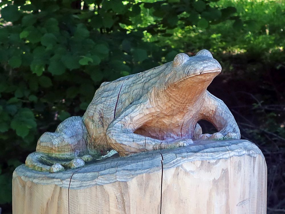 Holzfrosch