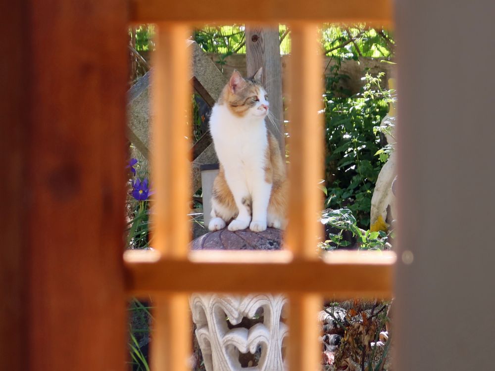 Katze hinterm Fenster