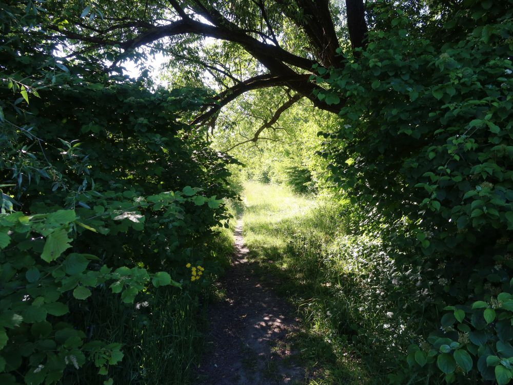 Wiesenpfad an der Limmat