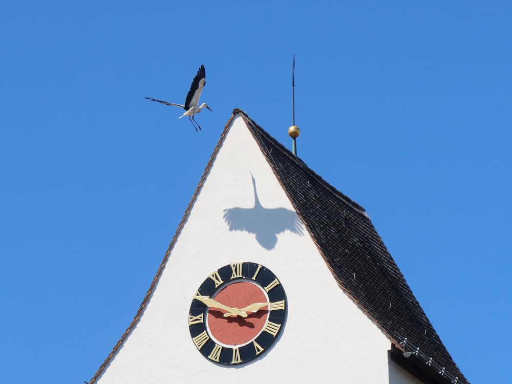 Storch im Anflug