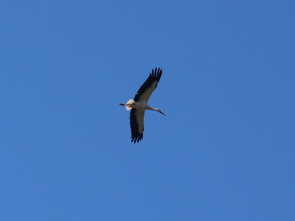 Storch