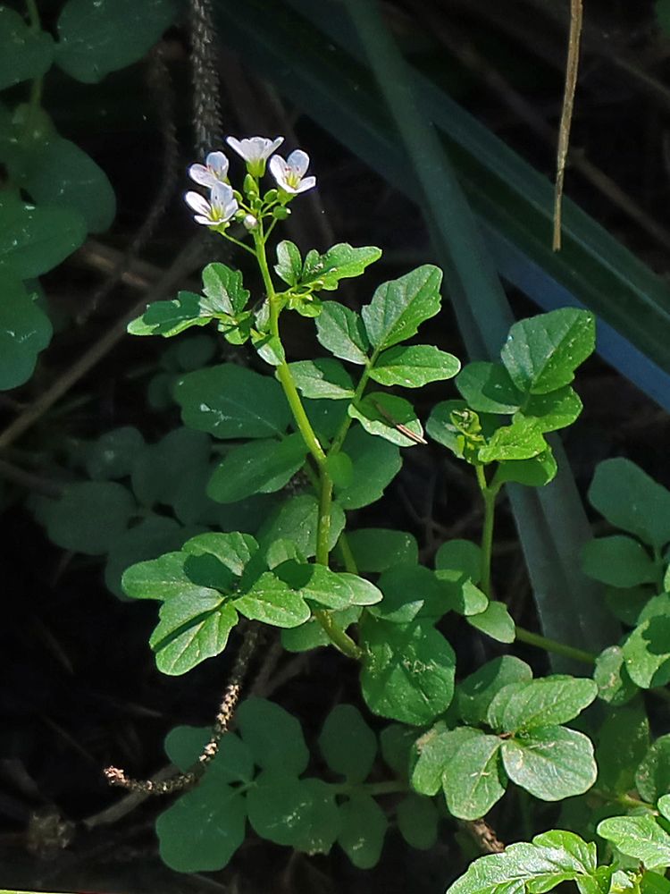 Bitteres Schaumkraut